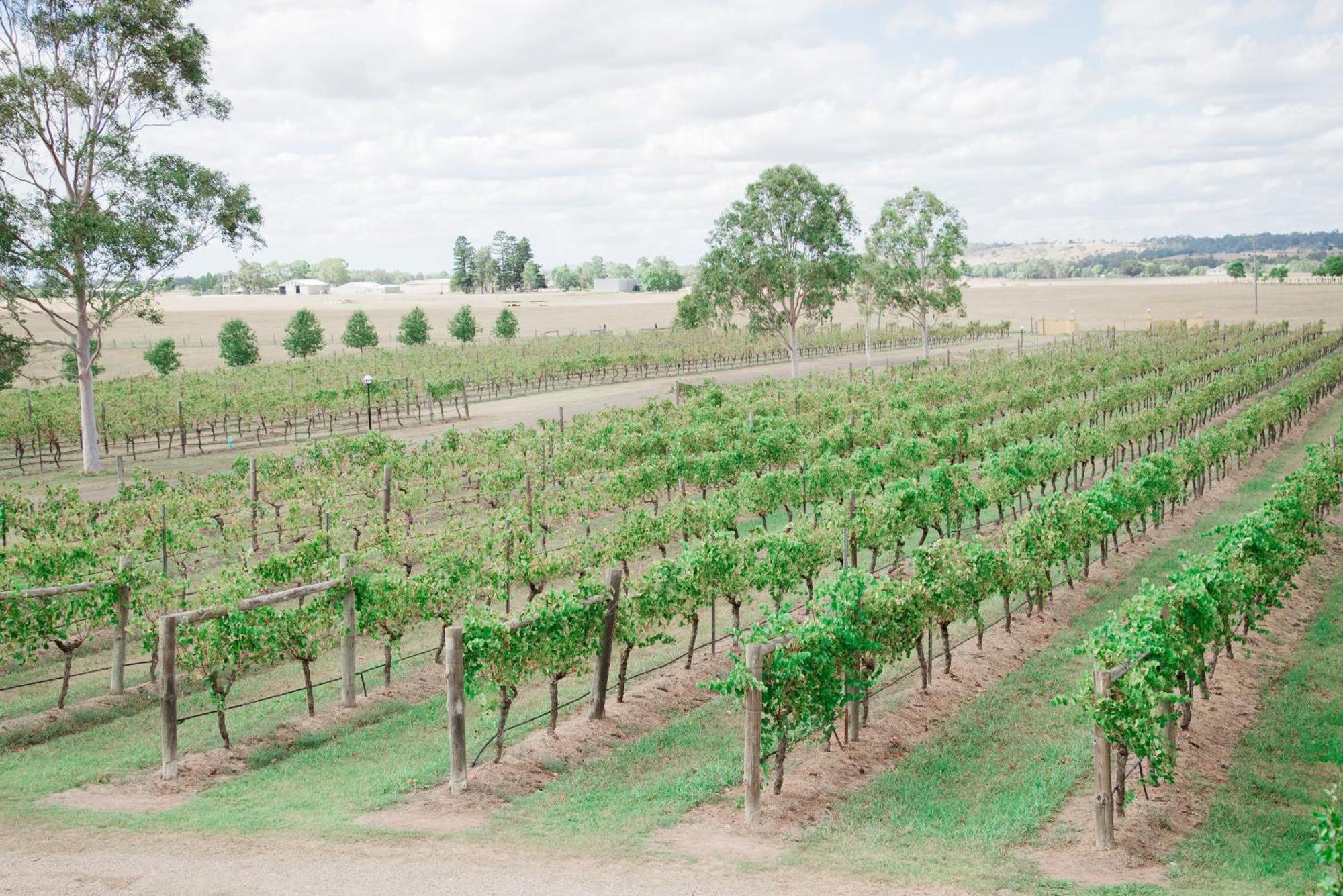 מלון Luskintyre Tranquil Vale Vineyard מראה חיצוני תמונה